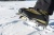 Кошки GRIVEL G1 New Matic21 Кошки GRIVEL G1 New Matic21